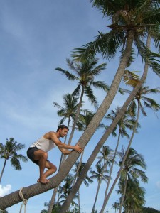 Tony up Palm Tree 1